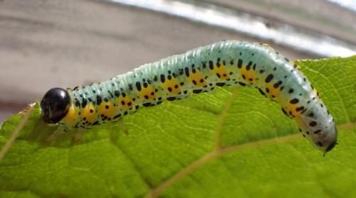 Euura melanocephala